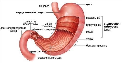 Анатомия желудочно-кишечного тракта