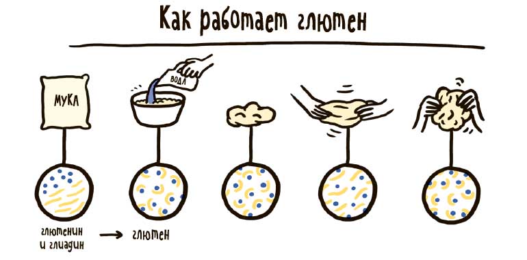 Упрощённая схема работы глютена
