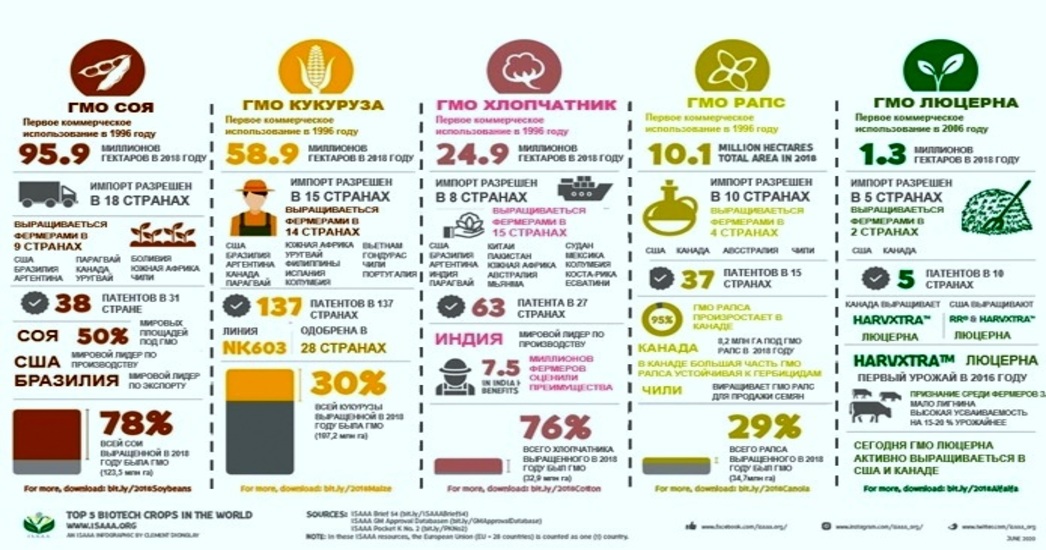Сегодня 63% сои, 24% кукурузы, 64% хлопка – трансгенные